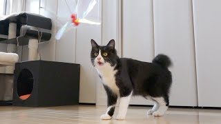 子猫が過去最強に大興奮の猫じゃらし！これスゴイな　はじめての子猫保護194日目