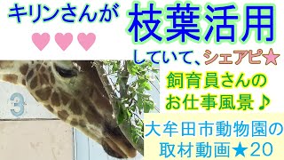 キリンさんが枝葉活用していてシェアピ★飼育員さんのお仕事風景♪大牟田市動物園の取材動画２０