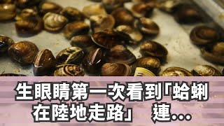 生眼睛第一次看到「蛤蜊在陸地走路」　連續翻跟斗「比烏龜還快」網驚：長知識了！