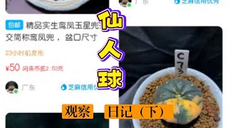 仙人球观察日记（下）聊聊星兜价值几何【小新玩儿个球】