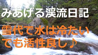 【みあげる渓流日記＠ルアー釣り】20210506 福井県九頭竜川支流域の渓流釣り【japanese mountain stream fishing】