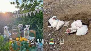 강아지랑 일주일동안 제주도 뿌시기 #안영제주🏝 2편