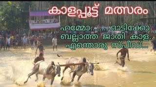 കാളപ്പൂട്ട് മത്സരം.ആവേഷം ആർത്തിരമ്പി.കൂക്കിവിളിച്ച് കാണികൾ..