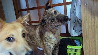 飼い主の帰宅により興奮し過ぎた犬達　もかたんが軽く怪我をしたのでりゅうさんを窘めると、反省した様子を見せていました