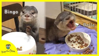 お行儀良く食事するカワウソビンゴと獣のように喰らうベル(ENG SUB)Otter Bingo\u0026Belle eating habit is totally different