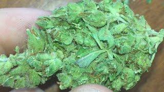 JAMAICAN SATIVA STRAIN REVIEW!