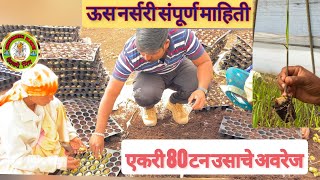 ऊस नर्सरी संपूर्ण माहिती.sugarcane nursery all information.कमीत कमी खर्चात रोपे तयार. जोड व्यवसाय..