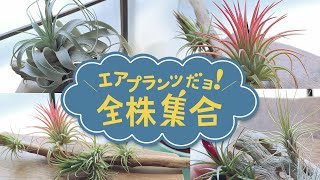 植物の成長記録・エアプランツだよ！全株集合 　５月号