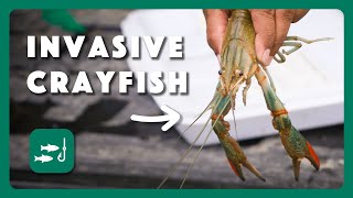 Crayfish Concerns