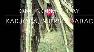 Karjora || One Normal Day #village #dragonfruits #dusktime #murshidabad #bengal