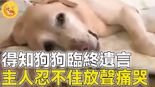 救助犬臨終遺言被翻譯，得知狗狗最後遺願，主人忍不住放聲痛哭… #震撼 #不可思議 #救援 #善良 #暖心 #反轉 #奇跡 #真實故事 #新聞 #鏡頭 #記錄 #感謝 #奇聞