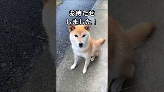 歌う犬がおもしろ可愛すぎる😂 #柴犬 #歌う犬 #面白い #shibainu #dog #singer #おもしろ #かわいい