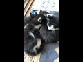 【いなか猫】子猫ちゃんの猫団子は可愛いニャ〜❤️ ＃shorts