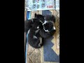 【いなか猫】子猫ちゃんの猫団子は可愛いニャ〜❤️ ＃shorts