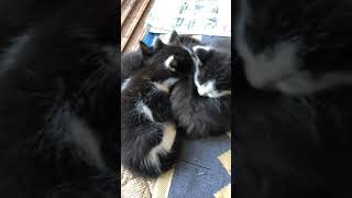 【いなか猫】子猫ちゃんの猫団子は可愛いニャ〜❤️ ＃shorts