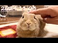 毎日の30秒ひなちゃん🐰✨【2024.11.03のひな】[うさぎ]