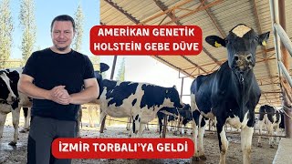 İthal Gebe Düve Holstein Simental 2024 İzmir Torbalı Tarım CAN