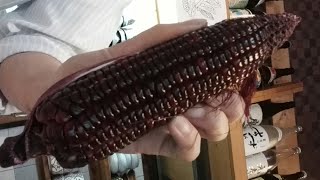 🌽ついにここまできた変わり種パープルコーン🌽試食だ🌼