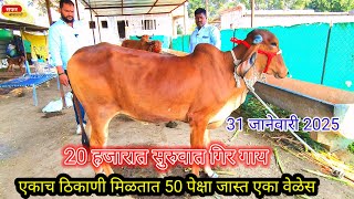 20.हजारात कालवढ ||गिर गाय कुठे मिळतात येवढ्या स्वस्त?💥💫||Gir Cow in maharatara❤️💥|| ndian cow breed