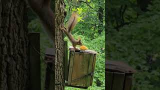 dwie małe wiewiórki jedzą melona #squirrel #wiewiórka #poland #polska #shorts #nature #wildlife