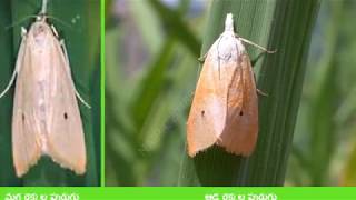 Stem borer life cycle in paddy _Kadapa