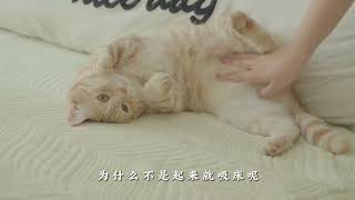 多猫家庭是怎么打扫卫生的？#居家好物 #养猫经验分享 #新手养猫