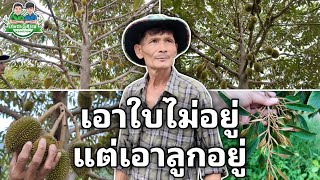 แตกใบอ่อนจนเอาไม่อยู่ แต่เอาลูกอยู่ | ต้องทำอย่างไร