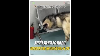 #狗狗的心思都写在脸上了 #动物的迷惑行为 #萌宠出道计划