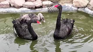 Fekete hattyúk. Black swan (Cygnus atratus)