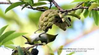 Lowland White-eye (Zosterops meyeni) - July 14, 2012