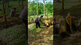 Putulin na ang mga saging! #manugangtv #nature #bukid #farming