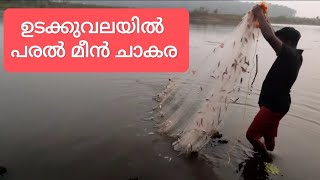 പരൽ മീൻ ചാകര #kerala river fishing#mad-fisher#