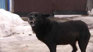 Собаки в законе. В городе начался отлов бродячих животных.