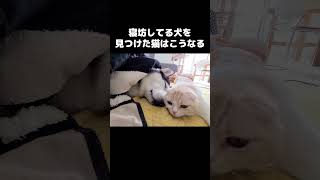 寝坊してる犬を見つけた猫の行動がかわいい#shorts