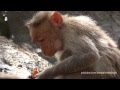 Download Gingee: Small Monkeys, huge Cock In Mp4 3Gp Full HD Video