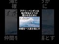 ペンギンの雑学　 ペンギンの秘密 ペンギン雑学 ペンギンの不思議 ペンギンの豆知識 動物雑学 ペンギン好き ペンギンの世界 かわいいペンギン ペンギン博士 ペンギンファクト