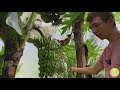 tropical 🌴greenhouse tour in germany samuel ford