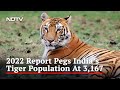 India's Tiger Population In 2022 Was 3,167, Reveals Latest Census Data