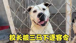 校长前去姚三马犬舍慰问，没想到三马下逐客令，真是太心寒了