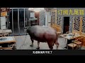 霸氣老牛從屠宰場出逃 直接沖入火鍋牛肉店撞飛該男子 牛魔王前來報復的吧！哈哈~ 娱乐 动物 精彩一刻