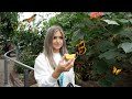 THEY WERE EVERYWHERE | BUTTERFLY CONSERVATORY | NIAGARA FALLS | Alina Vitorsky