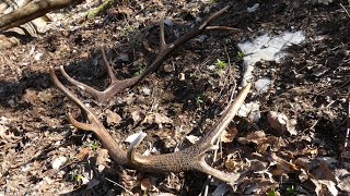 Zrzuty 2023, Beautiful pair of shed antlers!