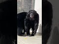 28-year-old chimp caged entire life in a lab sees the sky for first time #Shorts
