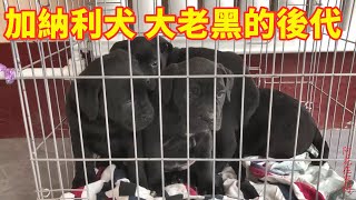 猛犬普雷萨加納利犬，40天幼犬真可爱，曾被许多国家禁养