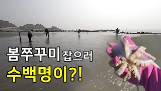 봄쭈꾸미 잡으러 수백명이 모였습니다!! 여기에서 쭈꾸미가 나와?!