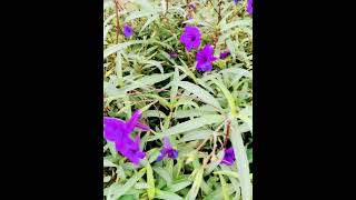 Purple is my color 💜#nature #winter #purple #shorts #viralshorts