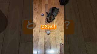 #ねこ シュールな絵面