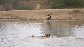 Impala tries escaping hyena and wild dogs | andBeyond Ngala | WILDwatch