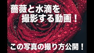 初めてでも簡単！水滴のついた薔薇をマクロ撮影してみよう！ Macro photorgary