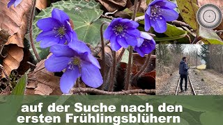 Die ersten Frühlingsblüher, Leberblümchen, Schnneerose, Bärlauch, Seidelbast, besondere Osterdeko